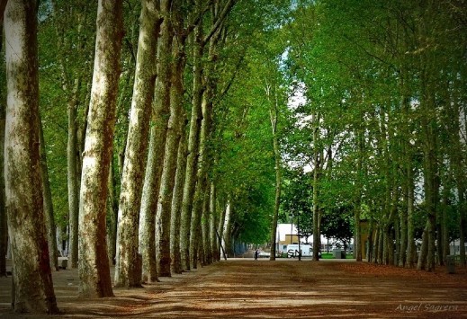 Parc de la Devesa, el pulmó verd de la ciutat (foto d'Àngel Sagrera).. Font: turismodeobservacion.com