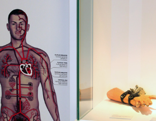 Exposició "El cos humà. Com soc jo?"