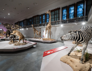 Exposició "Wow. Animals de museu. Ciència, tècnica i art"