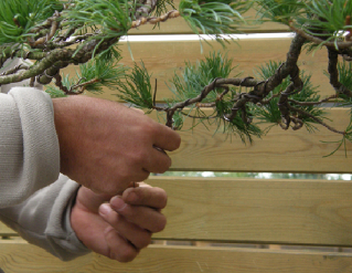 Mostra de bonsai al Jardí Botànic