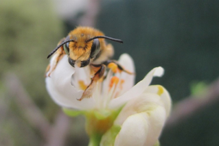 Exposició "XXII Concurs de fotografia de la natura. Pol·linitzadors"