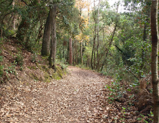 El massís del Montnegre i el Corredor