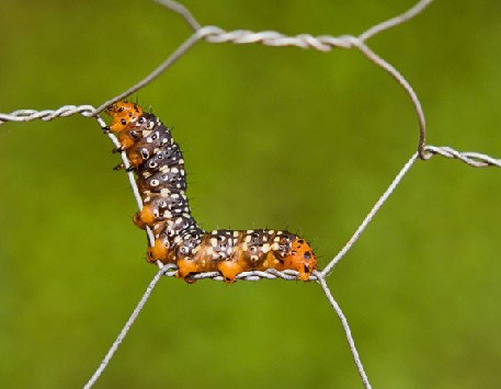 © Brasil Natura