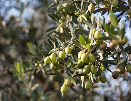 Olives a l'arbre. Font: Facebook d'Oli de Ventalló