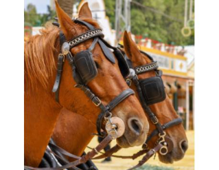 Festa dels Tres Tombs - Pinell de Brai