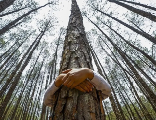 Fira de l'arbre i la natura a Mataró