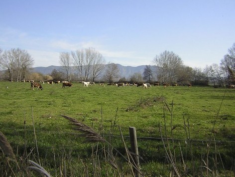 Anar a