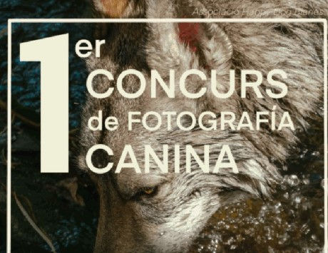 Anar a 