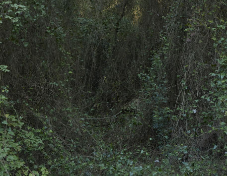 El bosc de la imaginació. De la sequera a l’esperança