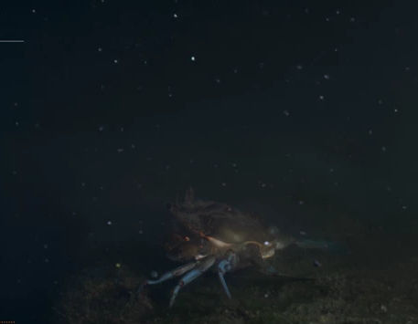 Anar a "Listening with the Blue Swimmer"
