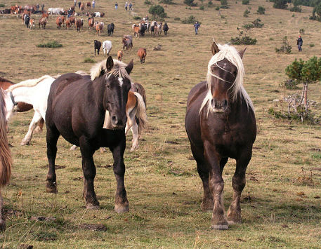 Anar a Font: Ajuntament de Molló