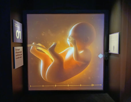 Anar a Exposició "70 anys fent Vall d'Hebron amb tu"