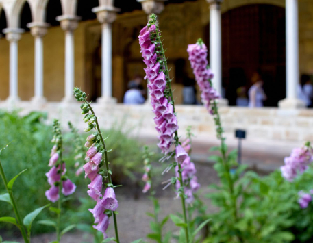 Exposició "Plantes, remeis i apotecaris. El jardí medieval del monestir de Pedralbes"