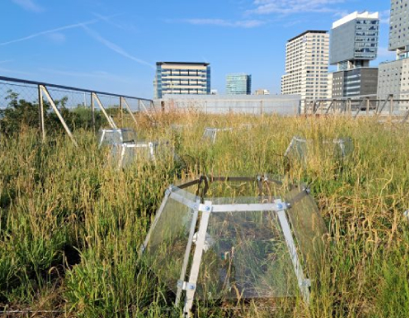 Exposició "Terrat Viu del Museu". Imatge de Cristina Serradell/MCNB