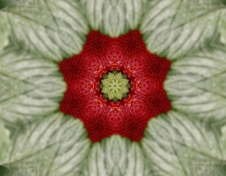 Exposició "Strawberry Fields"