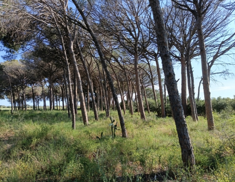 Paisatge natural de Riudoms