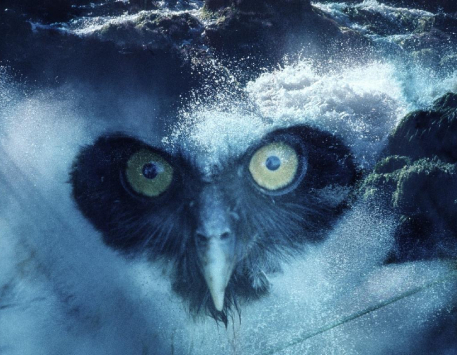 Exposició "Com una dansa d'estornells"