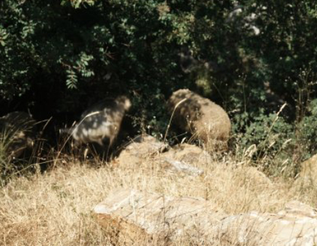  'Qui tem la ideologia? Part 5: Dret de pas' de Marwa Arsanios