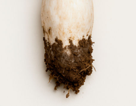 Anar a XXI Jornades Micològiques de les Terres de l'Ebre