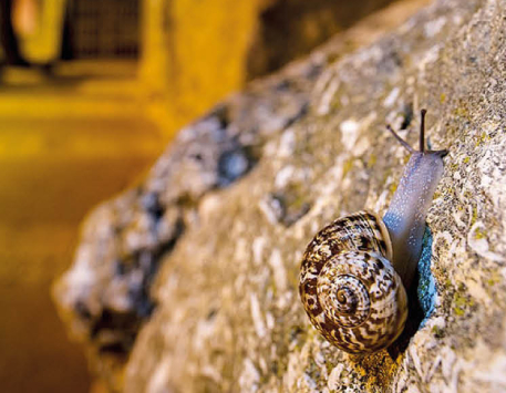 Exposició "Allognathus: El Misteriós Cargol de la Muralla"