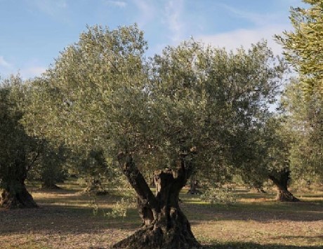 Font: Ajuntament de Girona