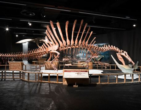 © Museu de Ciències Naturals de Barcelona